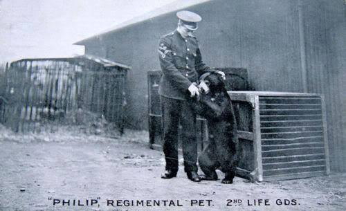 Philip the Bear: The Household Cavalry's Most Unlikely Companion